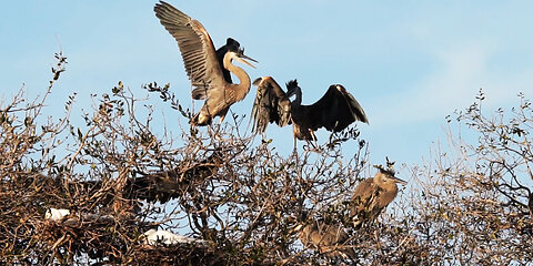 Great Blue Juveniles Squabble in the Nest