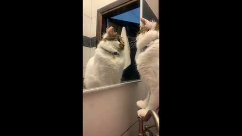 My cat seeing him for the first time ❤️