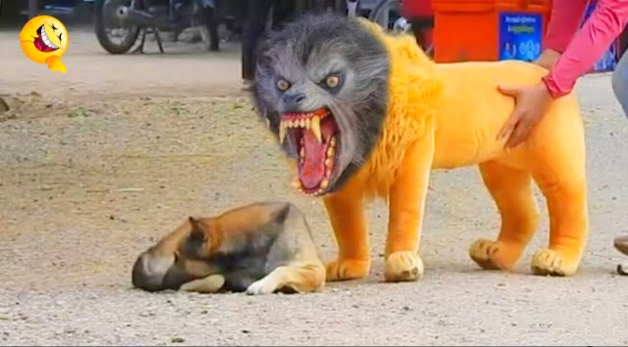 Troll Prank Dog Funny & fake Lion and Fake Tiger Prank