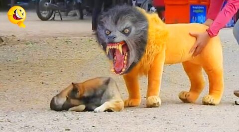 Troll Prank Dog Funny & fake Lion and Fake Tiger Prank