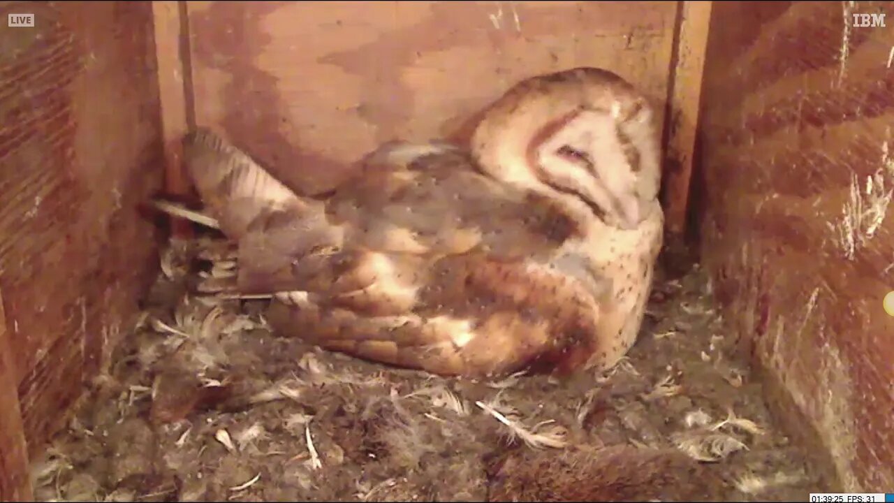 Congratulations Mel and Syd on arrival of owlet 2! 6:41 am 3-2-20