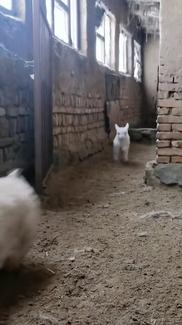 beatfull baby sheeps