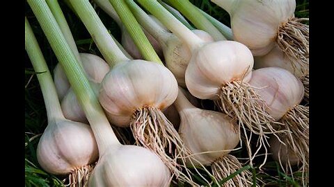 Garlic (Allium sativum)