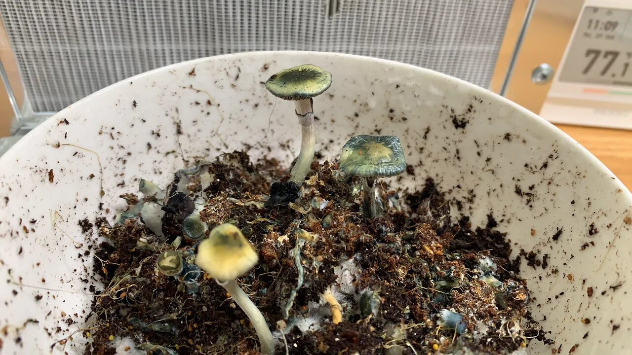 What is this? Stem BUTT grow 🍑! Fungi and Chill 46!