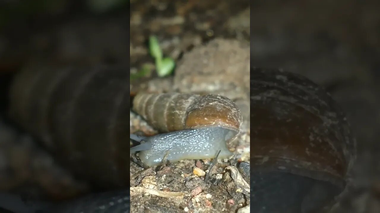 Only watch if you like Garden Snails 🐌