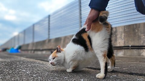 The calico cat with the heart mark at the fishing port loves to have his back patted