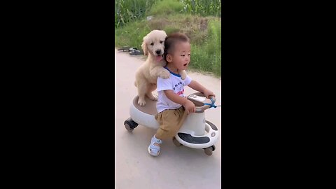 funny dogs and baby