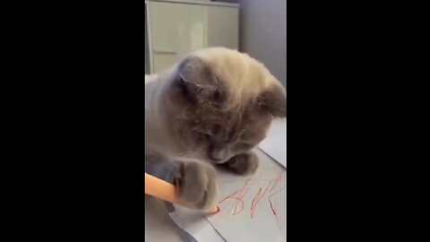 Funny Cats - Funny Cats Life #2