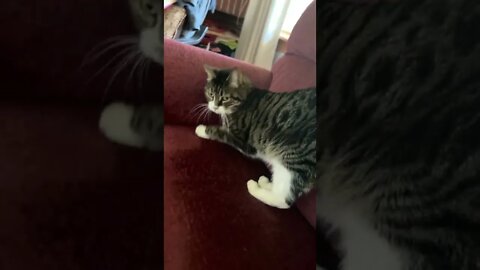 My sweet and loving cat