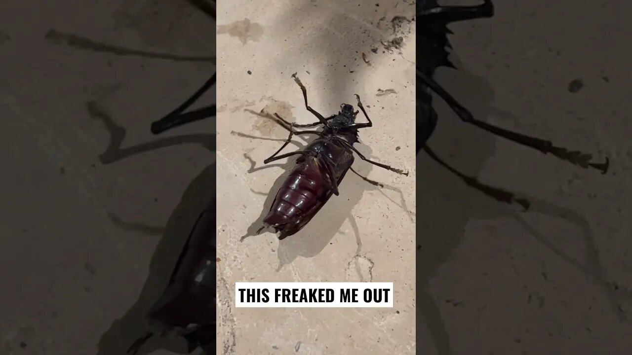 This freaked me out an insane degree 🙀 #shorts