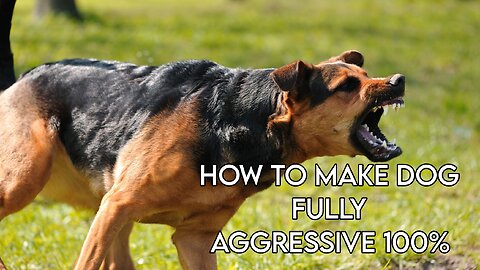 How To Make Dog Become Fully Aggressive 100%