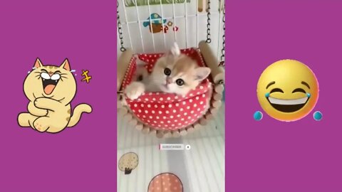 😂 😻 Funny & Cute kittens & Cats Compilation 😹