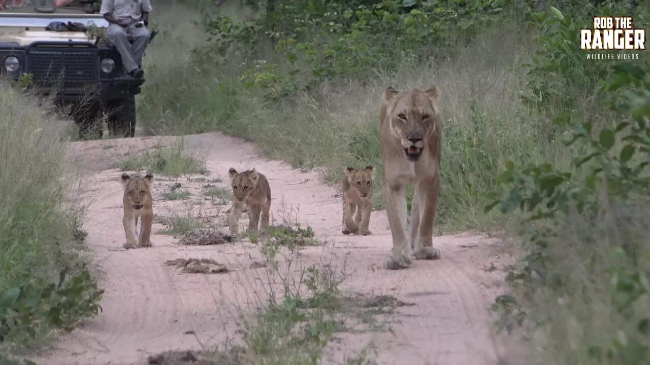 Daughters Of The Mapogo Lions - Rebuilding The Othawa Pride - 159: Taking The Cubs To Feed