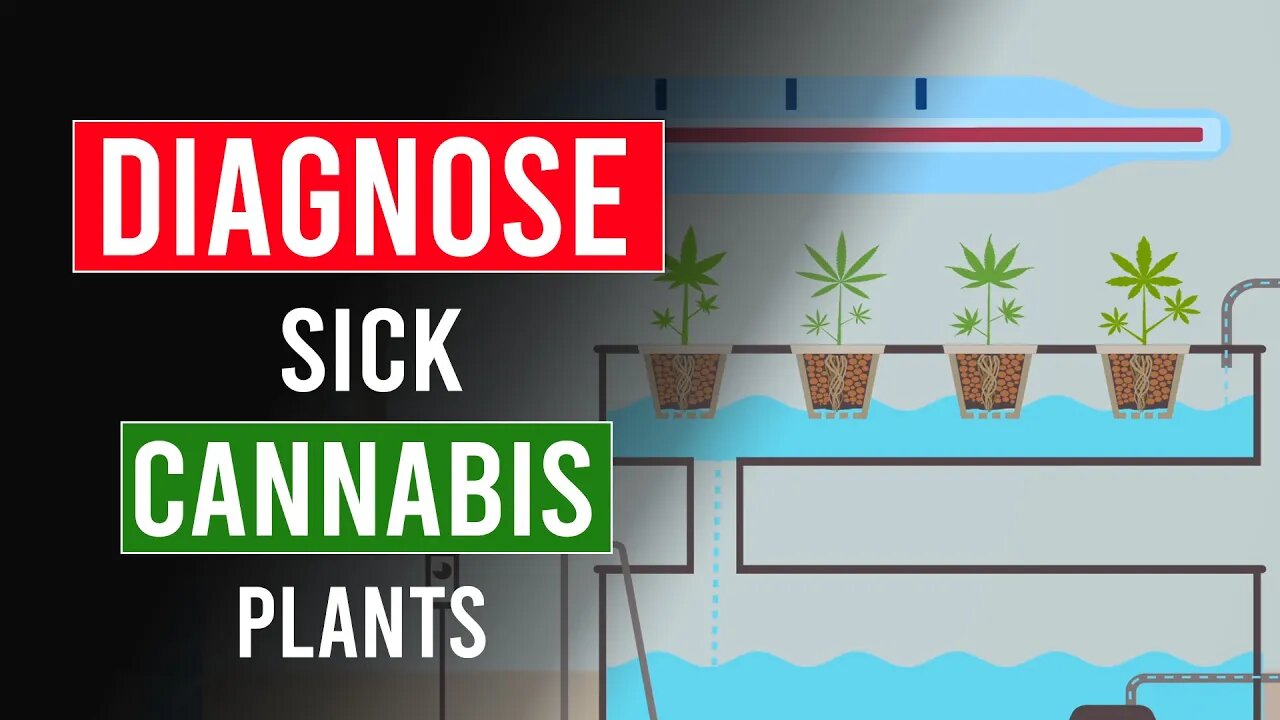 Cure Sick CANNABIS Plant!