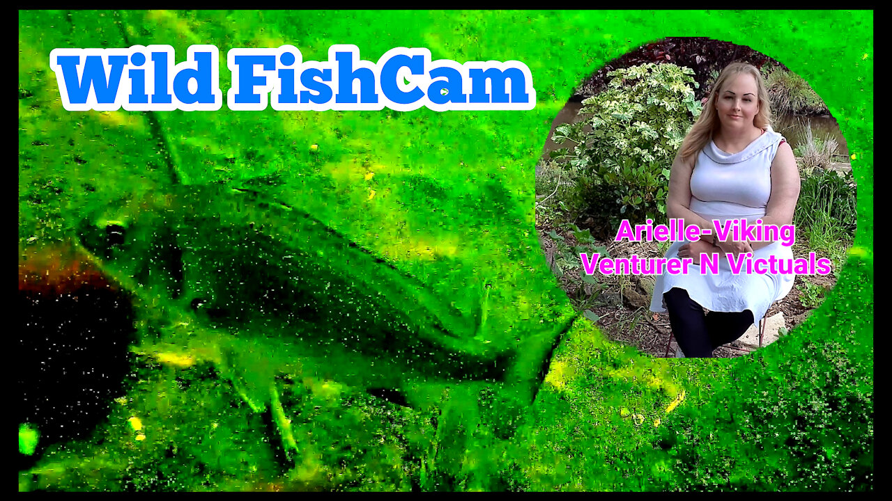 FishCam Down in the Creek What Did I See