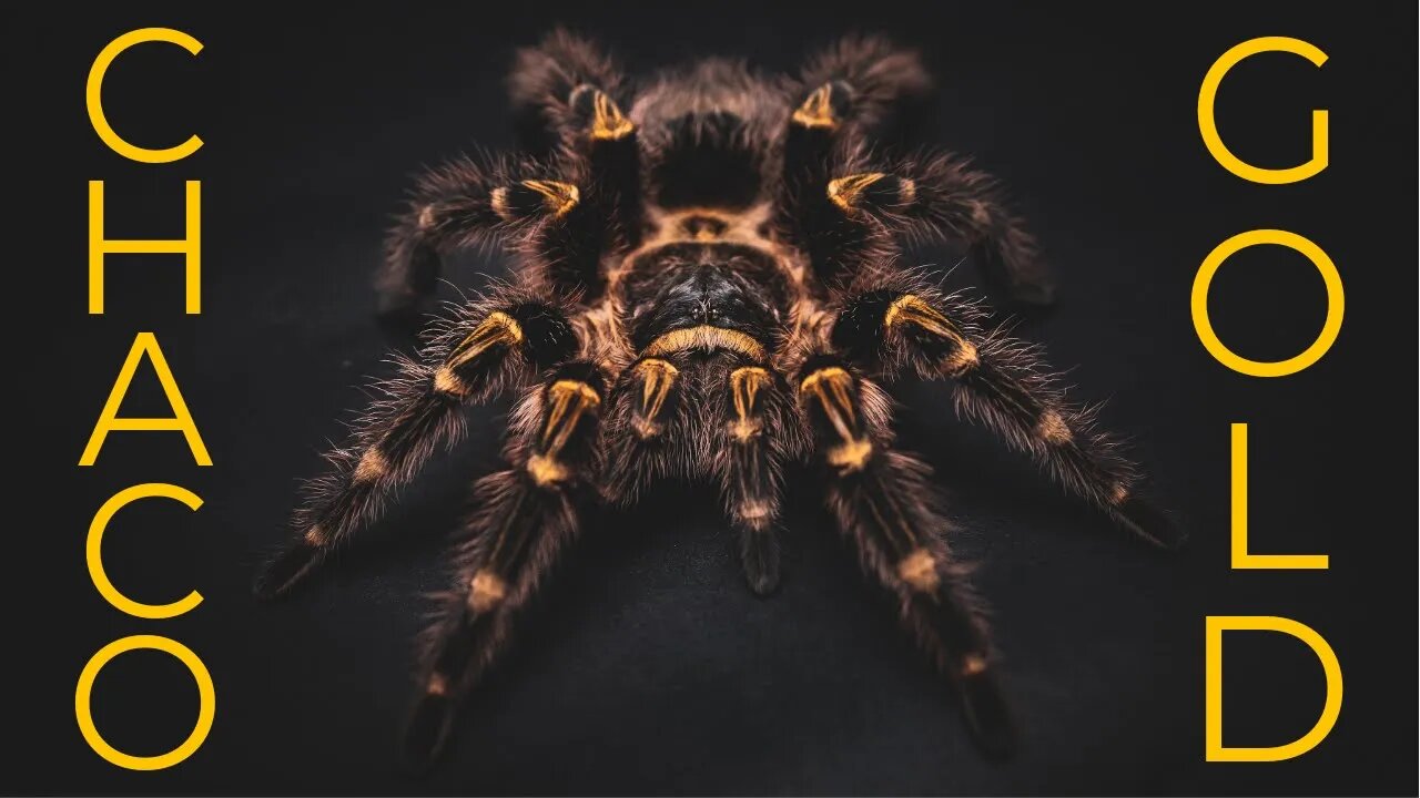 ARGENTINA GOLD - The Chaco Golden Knee Tarantula - Grammostola pulchripes