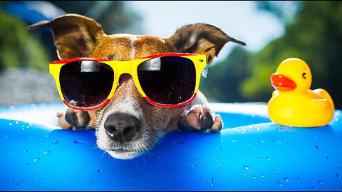 Funny Video Clips - 181 (Funny Dogs)