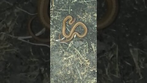 Snake