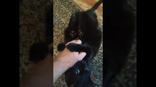 every black cat ever