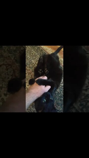 every black cat ever