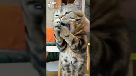 Crazy Cats😺 ,Funny Pets!