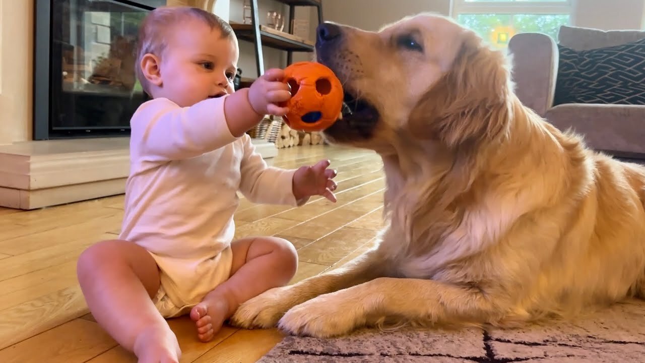 Adorable Baby Boy Plays Ball With Golden Retriever! (Cutest Ever!!)