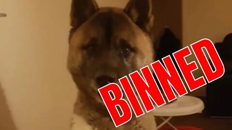 SANKA THE DOG. JUDGE ORDERS DESTRUCTION