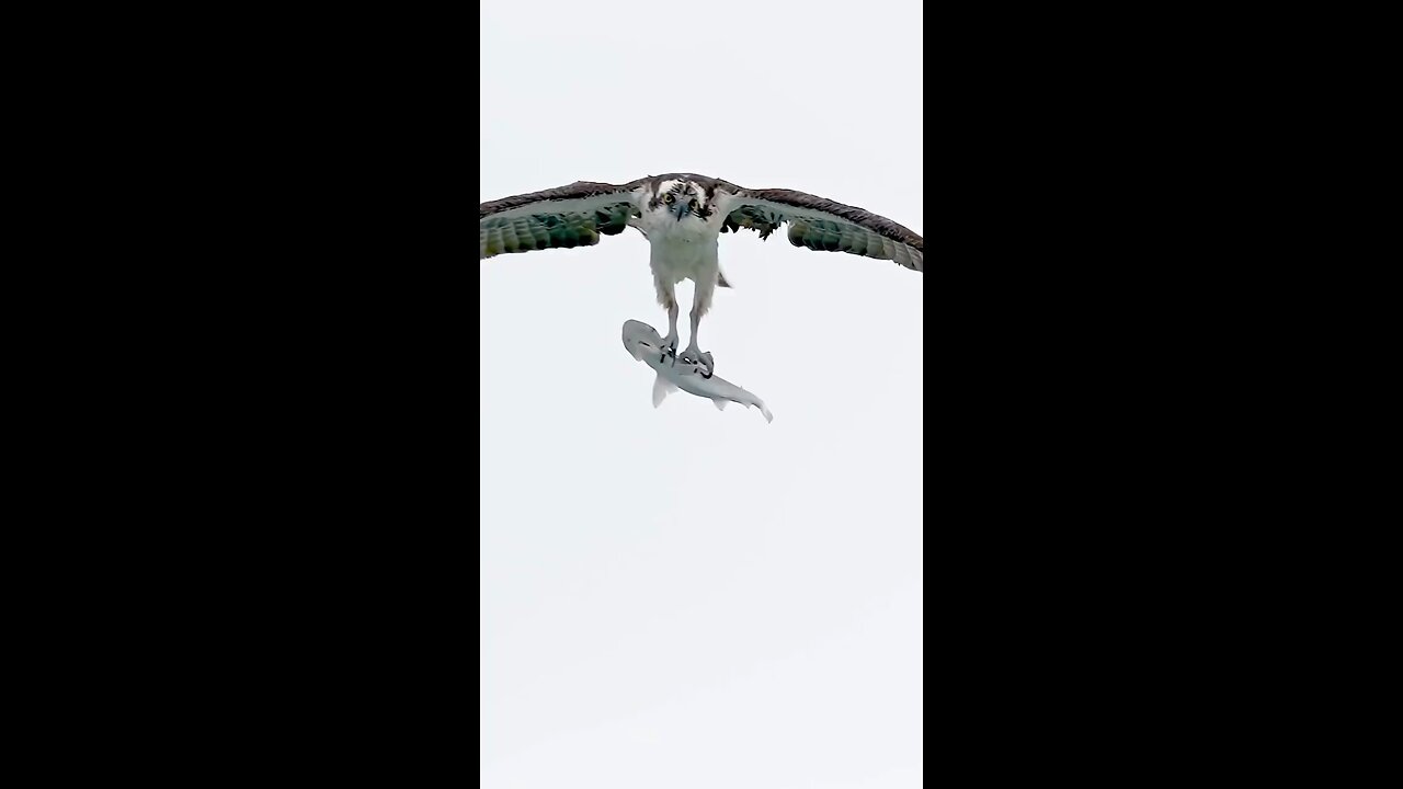 Eagle Hunting