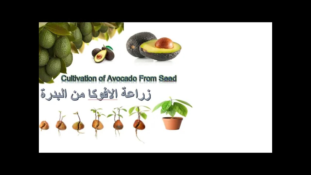 Planting avocados with seed زراعة الافوكا بالبذرة