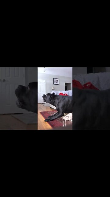 Cane Corso BREAK IN Reaction simulation #shorts #dog #pets