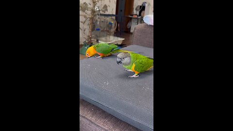 Cute parrots