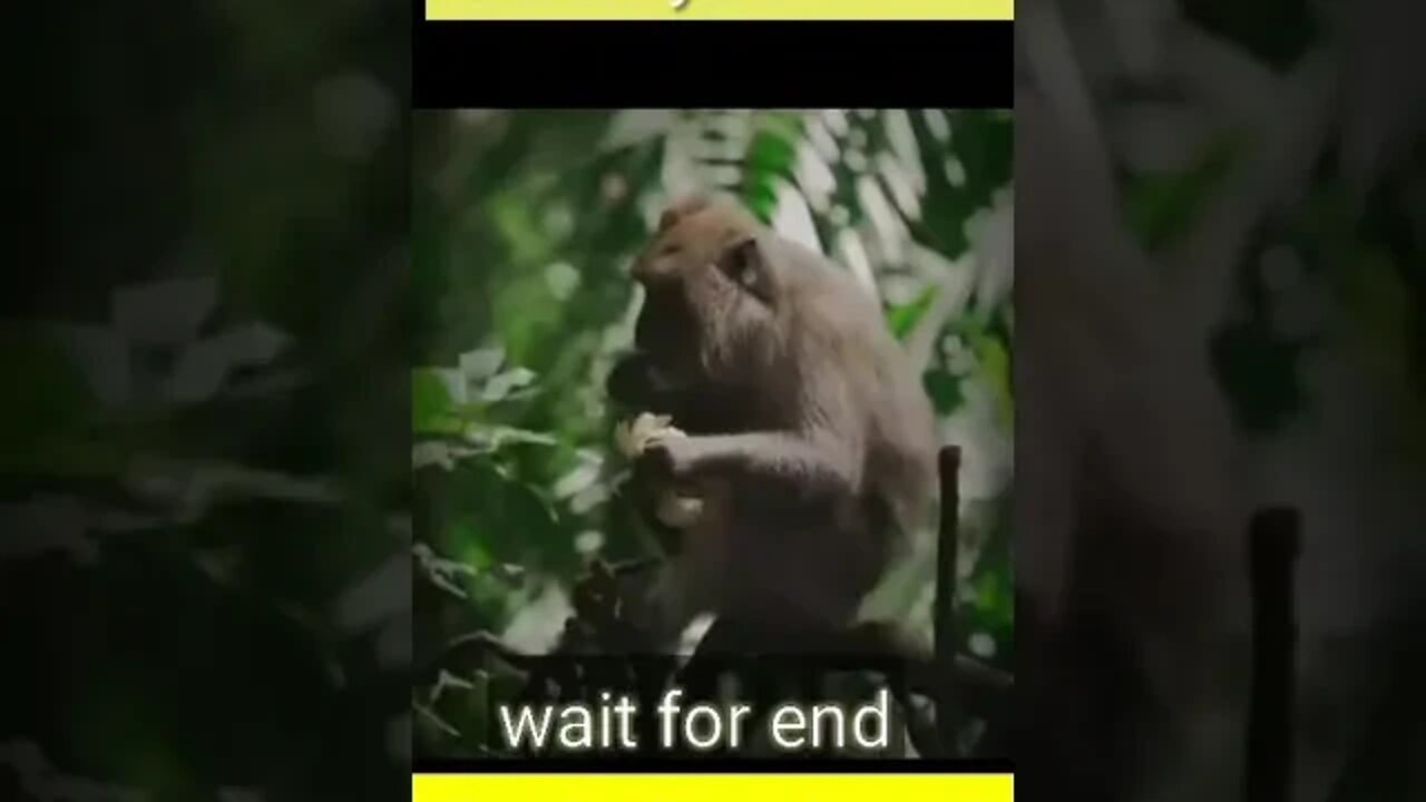 funny monkey 🐵🐵 video || viral video #viral #short #shotts #youtubeshort #shortfeed #viralvideo