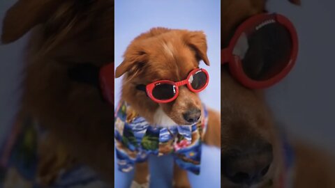 Dressing Up Your Dog: The Latest Fashion Trend