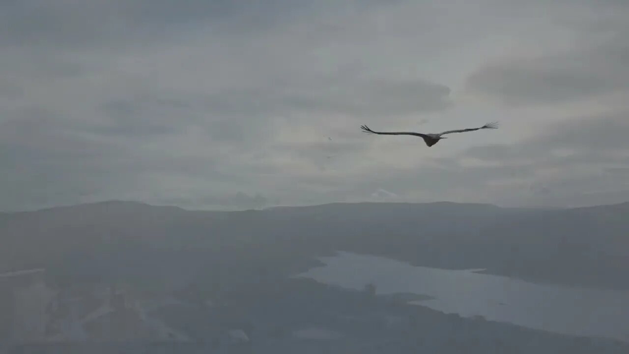 Kettle Of Vultures Soar over Castillo de Castellar, Spain