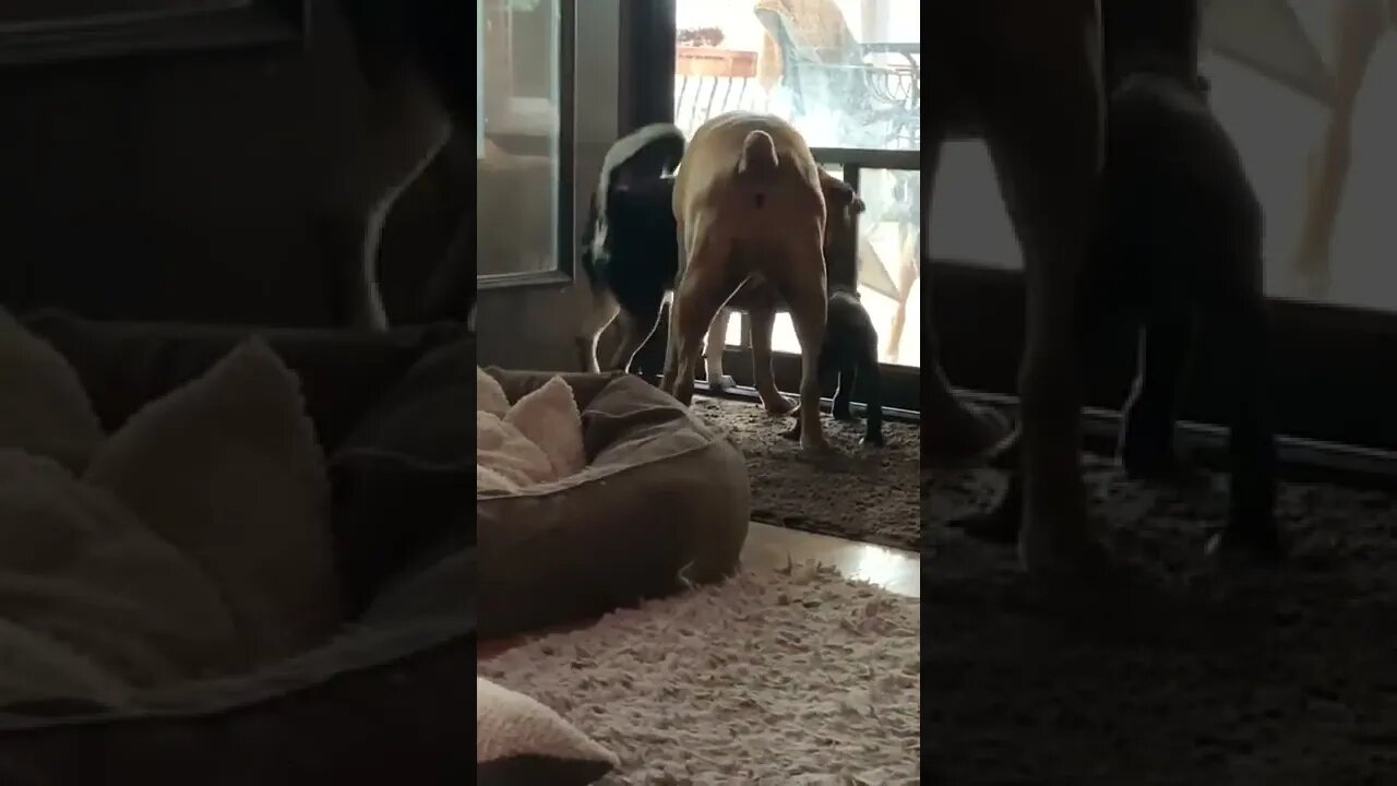 Good boys teaching the pup how to use the doggy doors