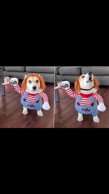Puppy funny reaction of cute in doll 🤣🤣