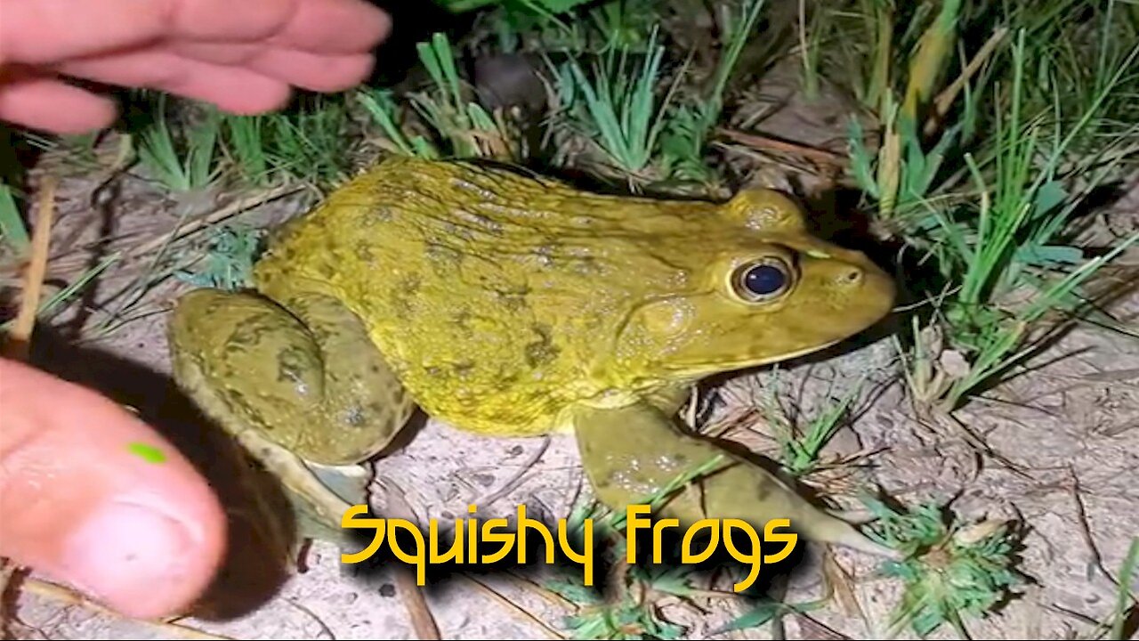 Squishy Frogs