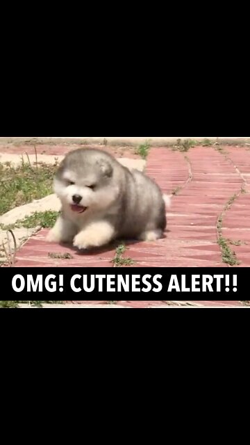 😍 The Most Adorable Fluffy Puppies ❤️