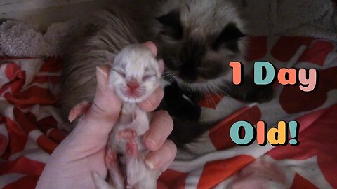 Kitten Development 1 Day Old! 😻