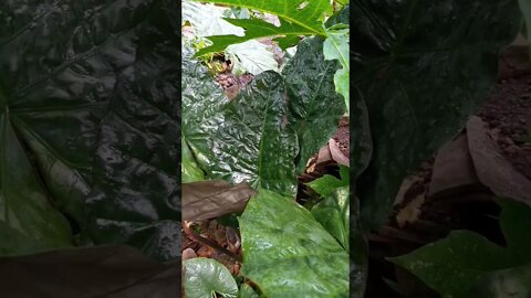keladi hitam