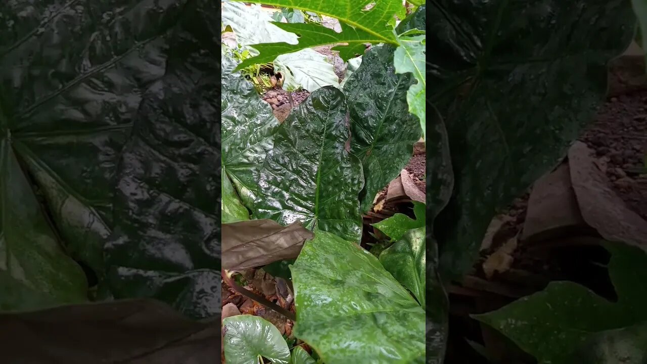 keladi hitam
