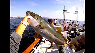 (4) 10/10/2014 - New Seaforth PM trip Yellowtail bite.