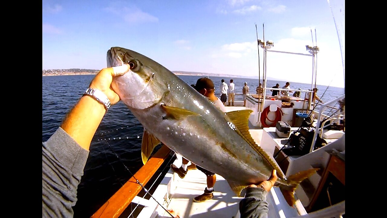 (4) 10/10/2014 - New Seaforth PM trip Yellowtail bite.