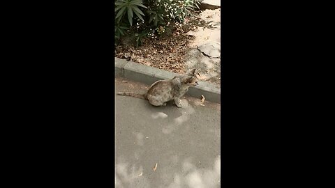 A cute and beautiful cat