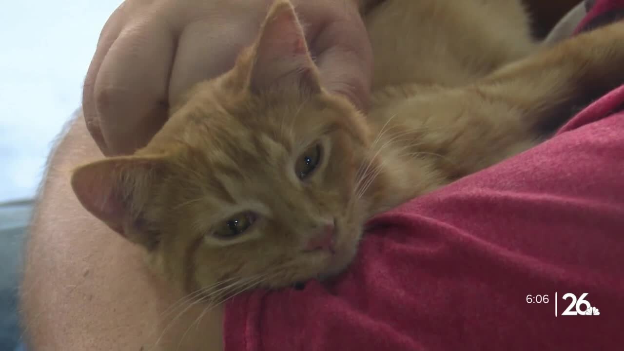 Local veteran struggling with homelessness finds safe haven in cats