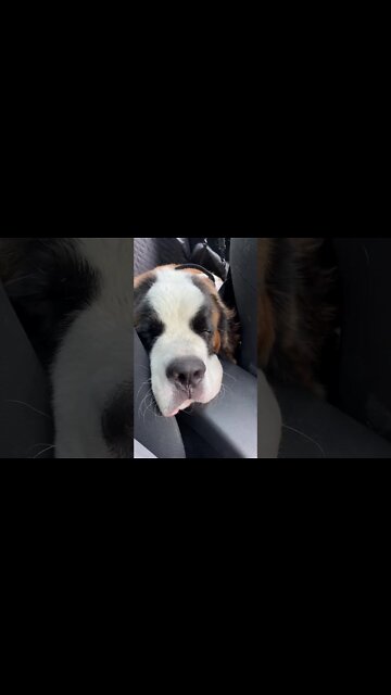 Snoring St Bernard Puppy