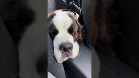 Snoring St Bernard Puppy