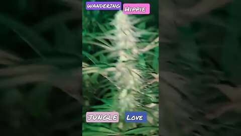 JUNGLE LOVE