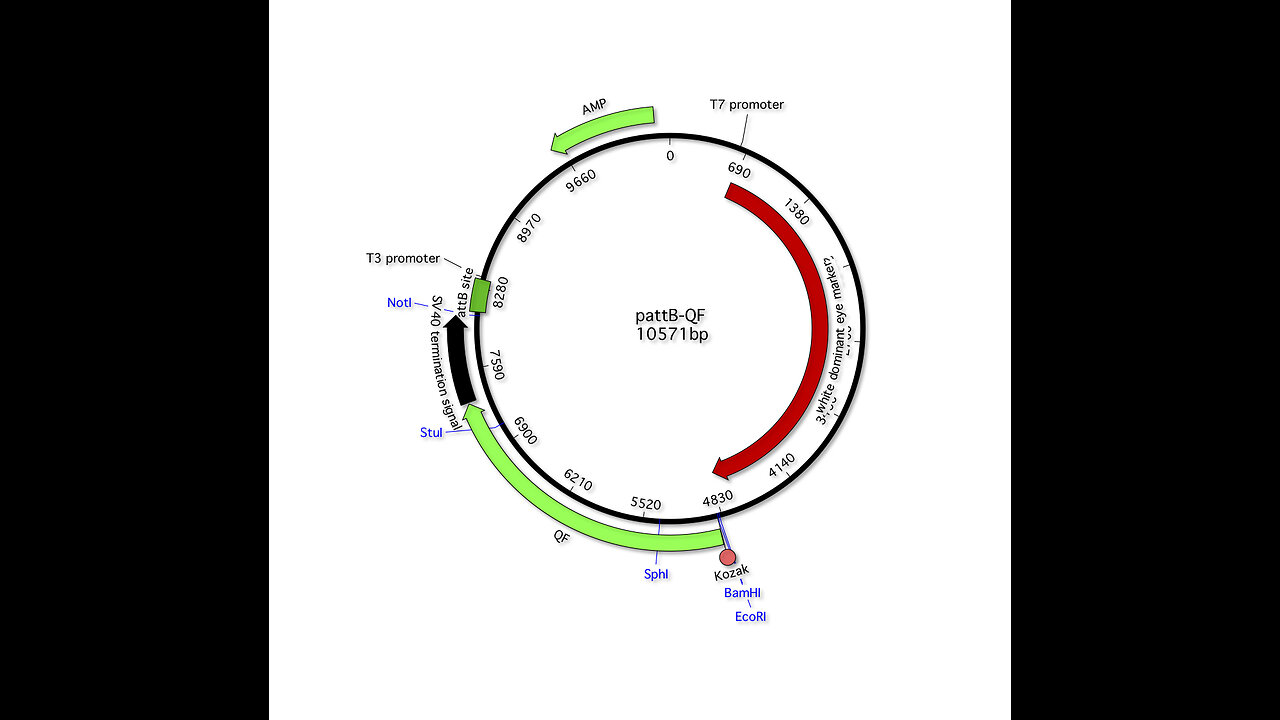 Graveyard Shift Ep10 (SV40 plasmid poor filtration AND spiking efficacy) by Dr. Paul Cottrell