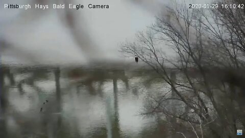 Hays Eagles Ducks on the river 1.29.20